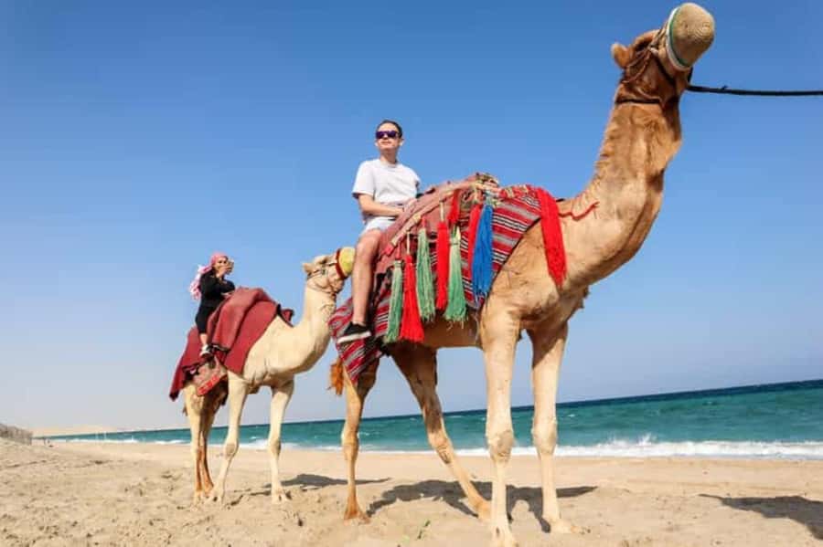 Doha: DesertSafari with Quad Bike, Camel Ride & Sandboarding - How the $18 price measures up