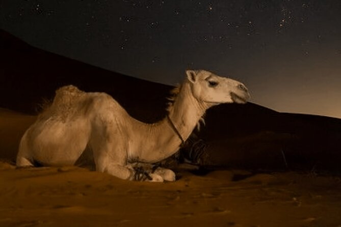 Doha Night Desert Safari Camel Ride Dune Bashing with Transfer - Barbecue meals and the question of value