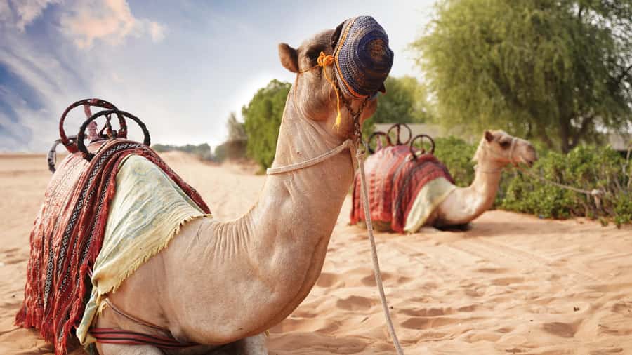 Dubai Desert Adventure: Red Dunes Guided Quad/Polaris & BBQ - Who will get the most from this desert day