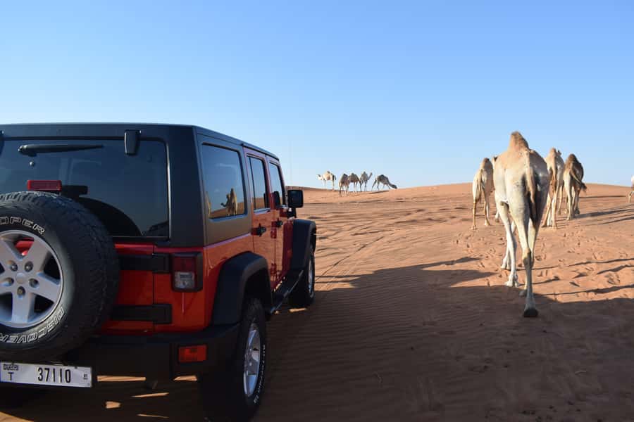 Dubai: Desert Safari, Quad Bike, Camel Ride and Sandboarding - Guides, photos, and how the service affects the day