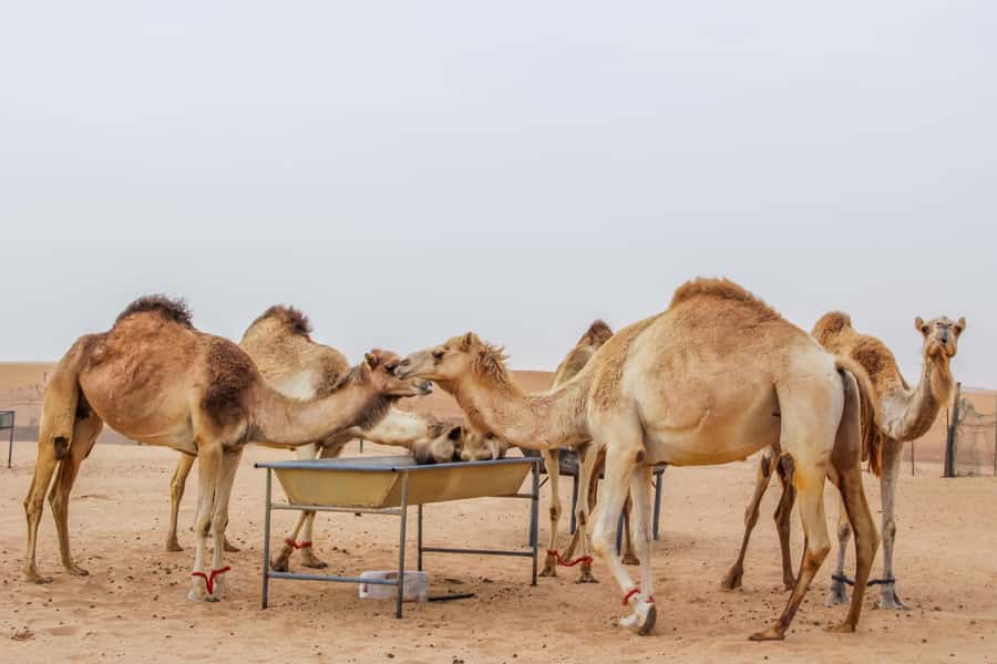 Dubai Desert Safari, Quad Biking, Camel Ride, & Sandboarding - Camel ride and camel farm visit