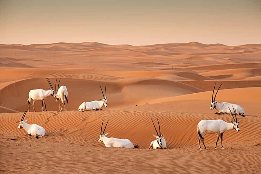 Dubai: Hot Air Balloon with Camel, ATV, & Horse Ride Options - Breakfast, camels, horses, and ATVs