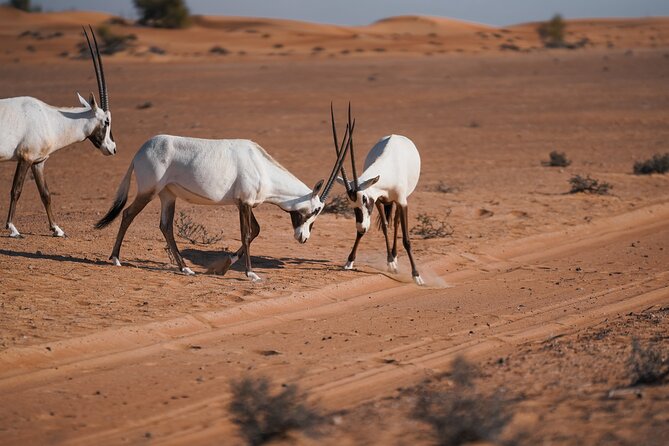 Dubai Red Dunes Safari: Dune Bashing, Camel Ride & Breakfast - Why this morning safari works so well