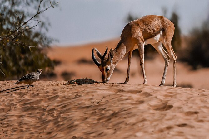 Dubai Red Dunes Safari: Dune Bashing, Camel Ride & Breakfast - Sandboarding and the short camel ride