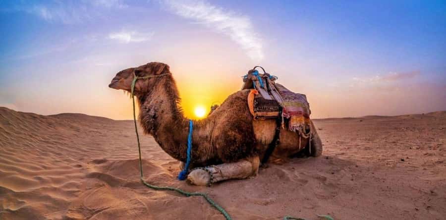 Dune Bashing &Beyond The Ultimate Desert Safari From Doha - The Inland Sea and the final photo stop