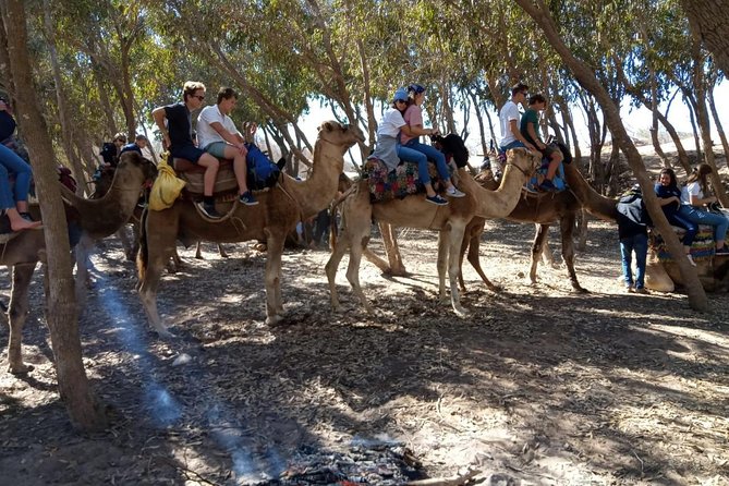 Essaouira Activities: Discover Essaouira by Quad - What the three-hour format really gives you