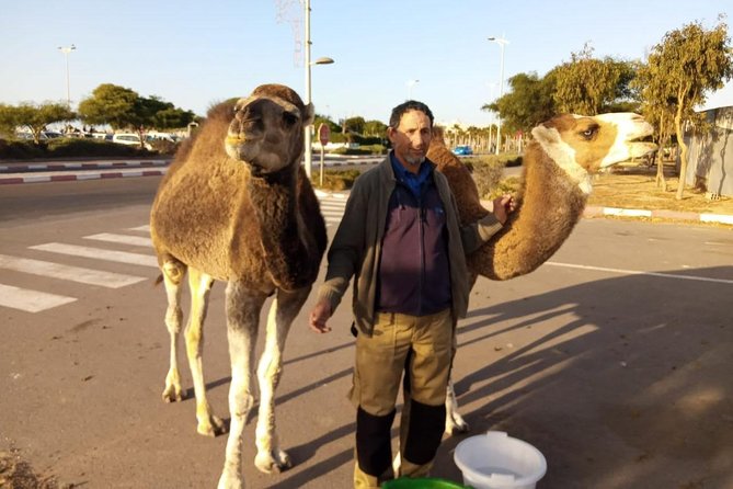 Essaouira Activities: Discover Essaouira by Quad - Safety, comfort, and the animals