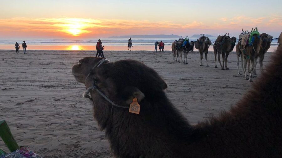 Essaouira P12 : 1h Quad bike tour and 1h dromedary Ride - Key points to know before booking
