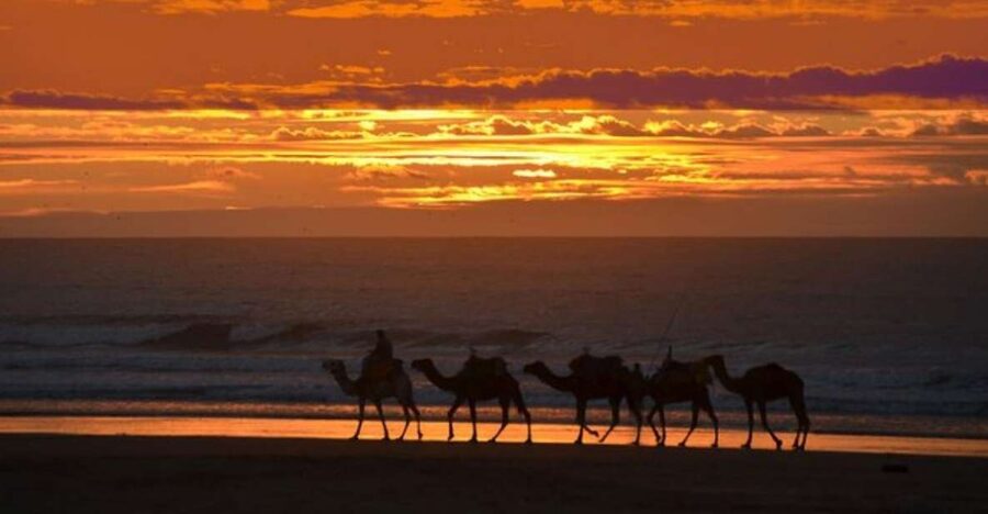 Essaouira P12 : 1h Quad bike tour and 1h dromedary Ride - Who will enjoy this outing most?