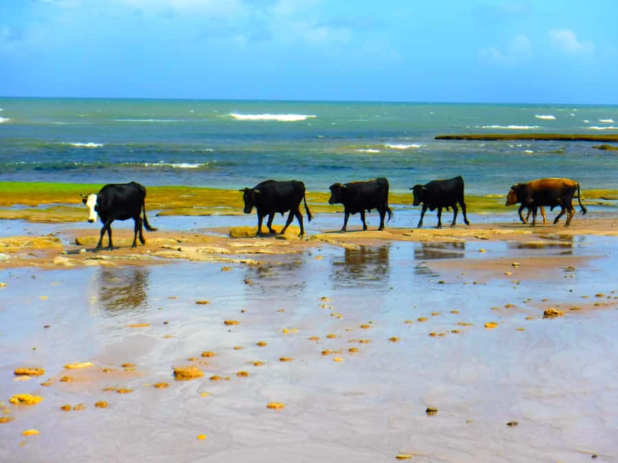 Essaouria: Beach & Big Dunes 2-Hour Quad Biking Tour - Key points to know before you book