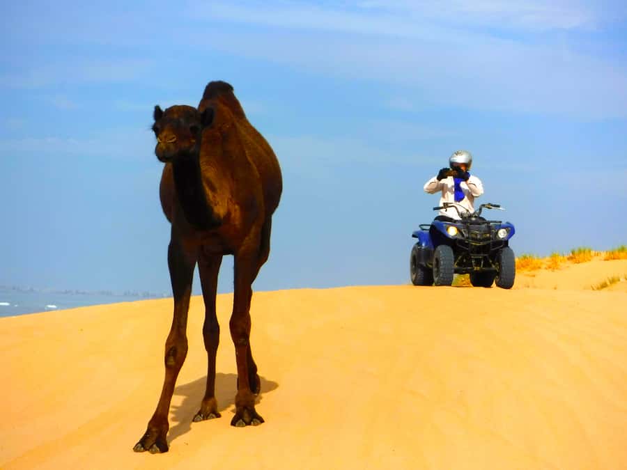 Essaouria: Beach & Big Dunes 2-Hour Quad Biking Tour - What the $64 price includes