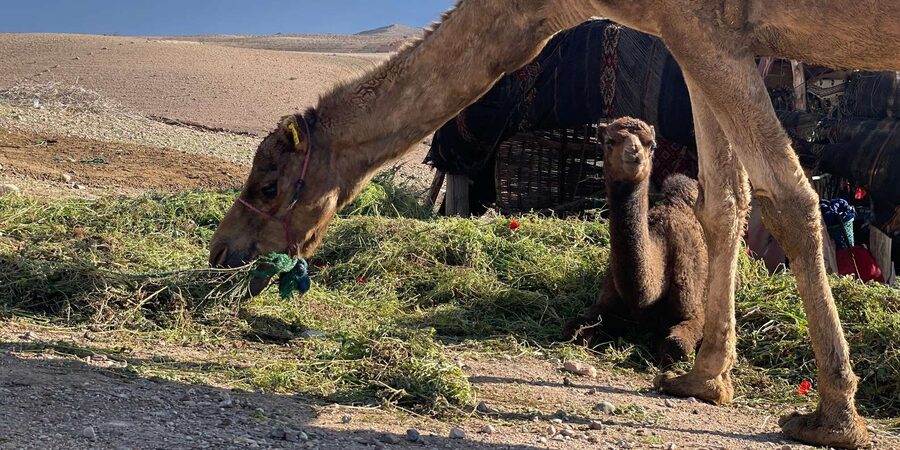 Evening Marrakech: Agafay Desert Quad , Camel & Dinner Shows - Guides, communication, and group care