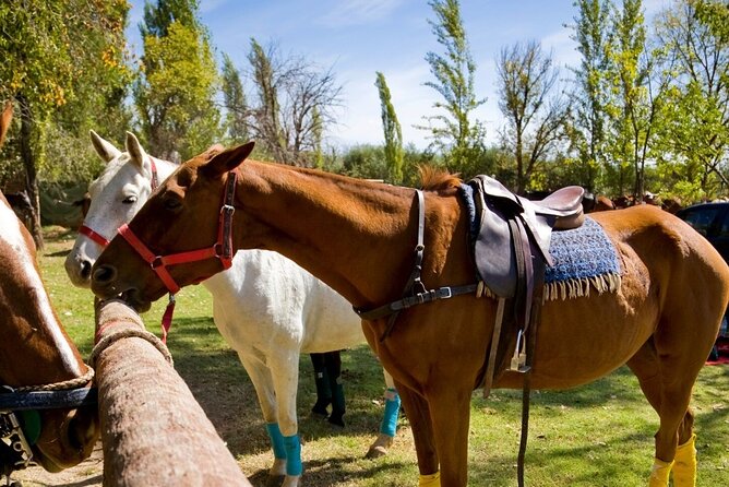 Extreme Horses Adventure with ATV, Ziplines & Cenote - Swimming in a natural Mayan cenote