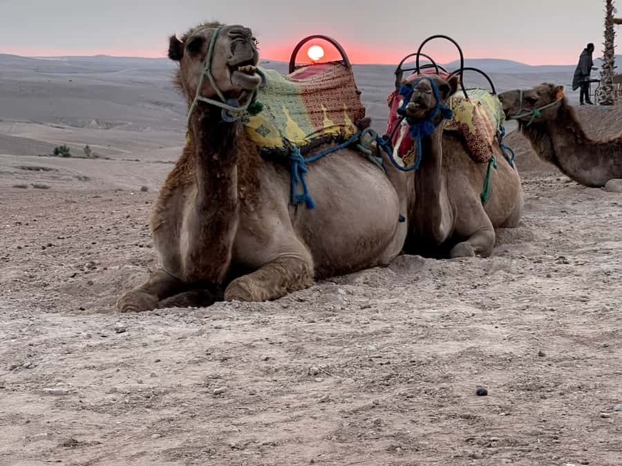 From Marrakech: Agafay Desert Sunset, Quad Biking, & Dinner - What $45 gets you