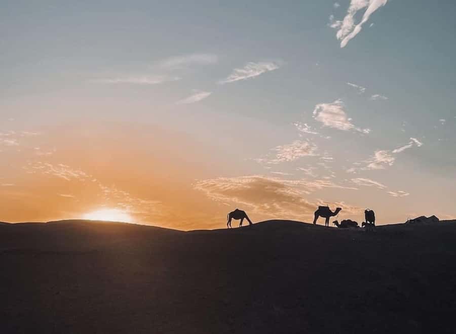 From Marrakech: Dinner show in Agafay Desert & Sunset Quad - Camel riding as the sun drops