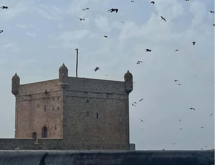From Marrakech: Essaouira day Trip with camel, horse & quad - What the $20 price really gives you