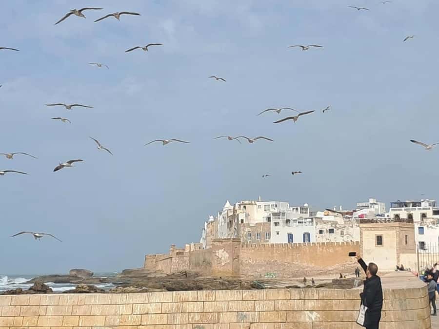 From Marrakech: Essaouira day Trip with camel, horse & quad - Practical advice for a smoother day