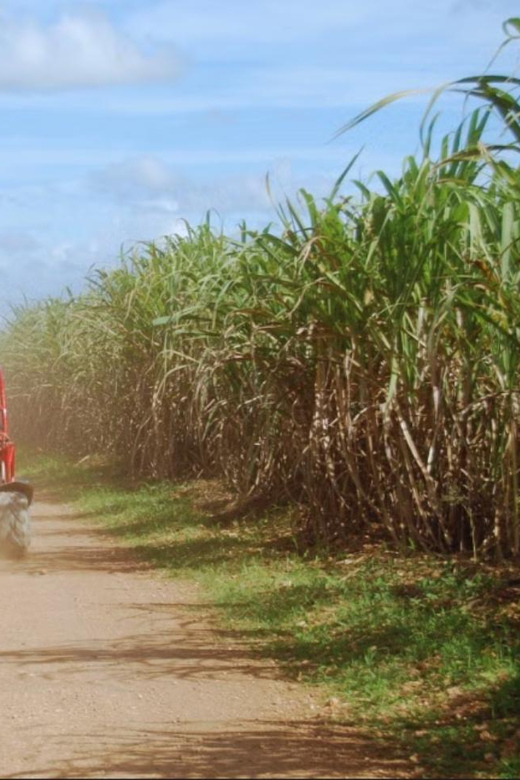 From Punta Cana or La Romana: Sugarcane Fields Buggy or Quad - Swimming in the Chavón River