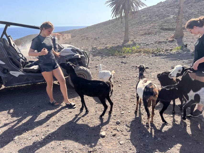 Fuerteventura : 2 hours Buggy Tour in Punta de Jandía - Key points at a glance