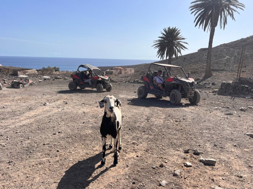 Fuerteventura : 2 hours Buggy Tour in Punta de Jandía - Meeting Fuerteventura’s local goats