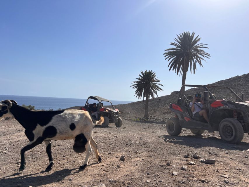 Fuerteventura : 2 hours Buggy Tour in Punta de Jandía - What the $141 group price really gives you