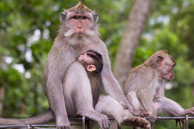 Gorilla Cave ATV Bali Ubud, Monkey Forest, Temple, and Lunch - Puseh Batuan Temple and Balinese culture
