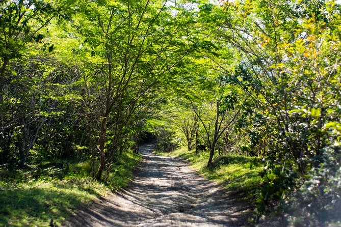 Half-Day Buggy Guided Adventure for Amber Cove and Taino Bay - Muddy roads and village life near Maimon