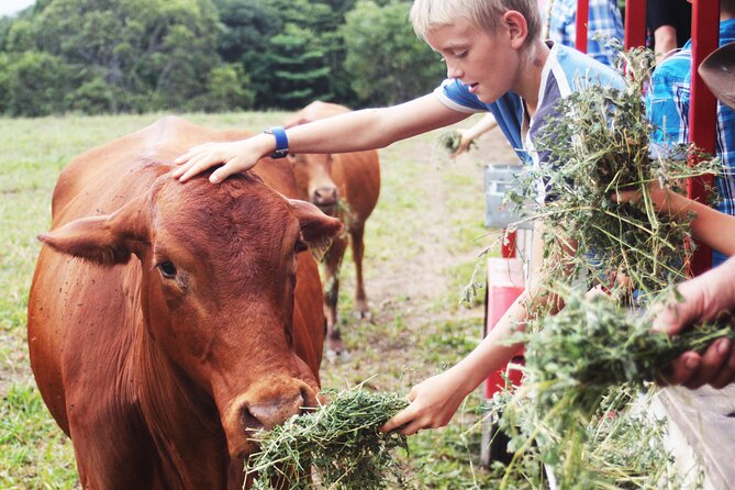 Horse and Quad bike tour with a visit to a Petting Zoo - Who should choose this farm adventure?
