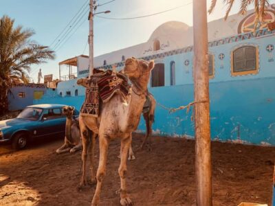 Morning Quad Bike Tour, Camel Ride and Transfer