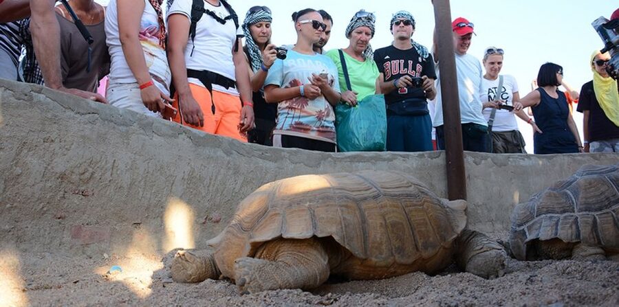 Hurghada: Quad Bike, Camel, Show, Dinner, & Stargazing Trip - Sunset dinner, entertainment, and stargazing