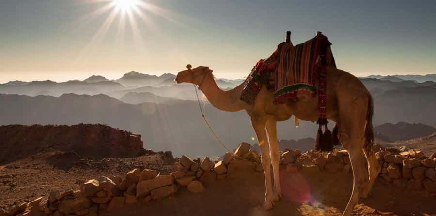 Hurghada: Quad Bike, Sea, Camel, Safari, Stargazing & Dinner - Who will enjoy it most?