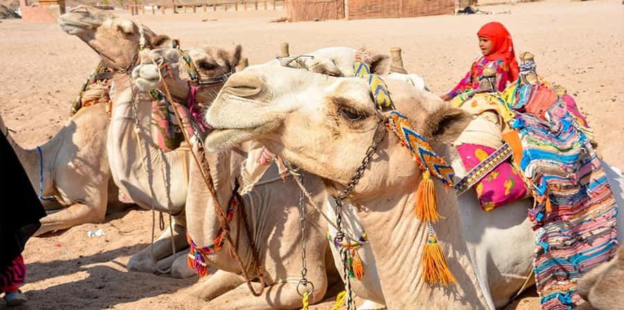 Hurghada: Safari Jeep, Buggy, Camel, Quad, Bedouin Dinner - What to wear and pack for a dusty day