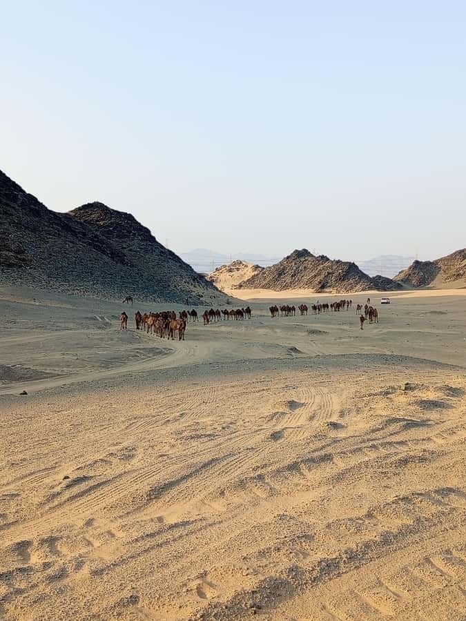 Jeddah Desert Safari: Quad Biking, Camel Farm & Sunset Views - Meeting camels at a local farm