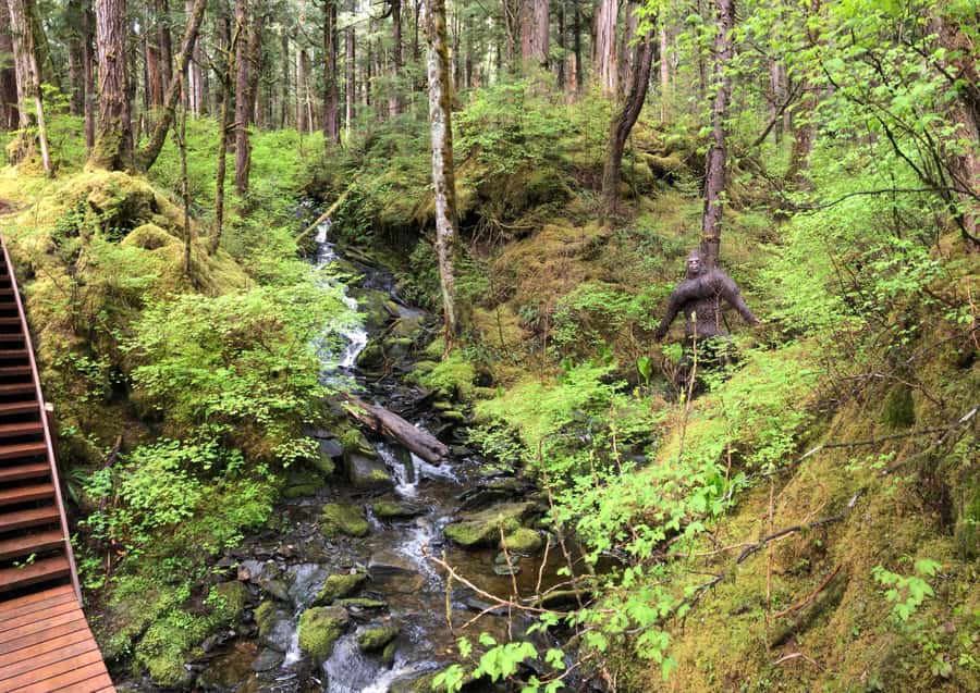Ketchikan: Tongass Forest Alaska Bigfoot ATV Ride and Hike - The shared ATV ride into Tongass Forest