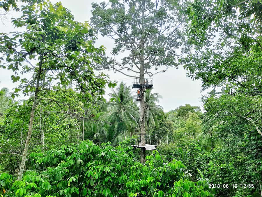 Koh Samui: ATV And Zipline Experience with Transfer - What this Koh Samui adventure actually offers