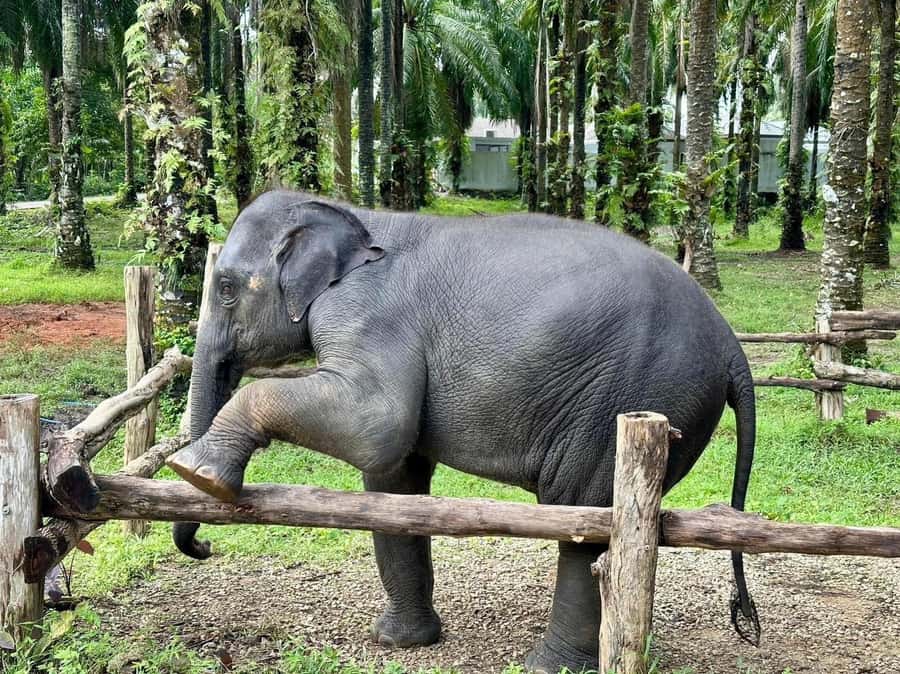 Krabi Elephant bathing and Atv adventure (30min/30min) - Transport From Ao Nang and Extra Transfer Fees