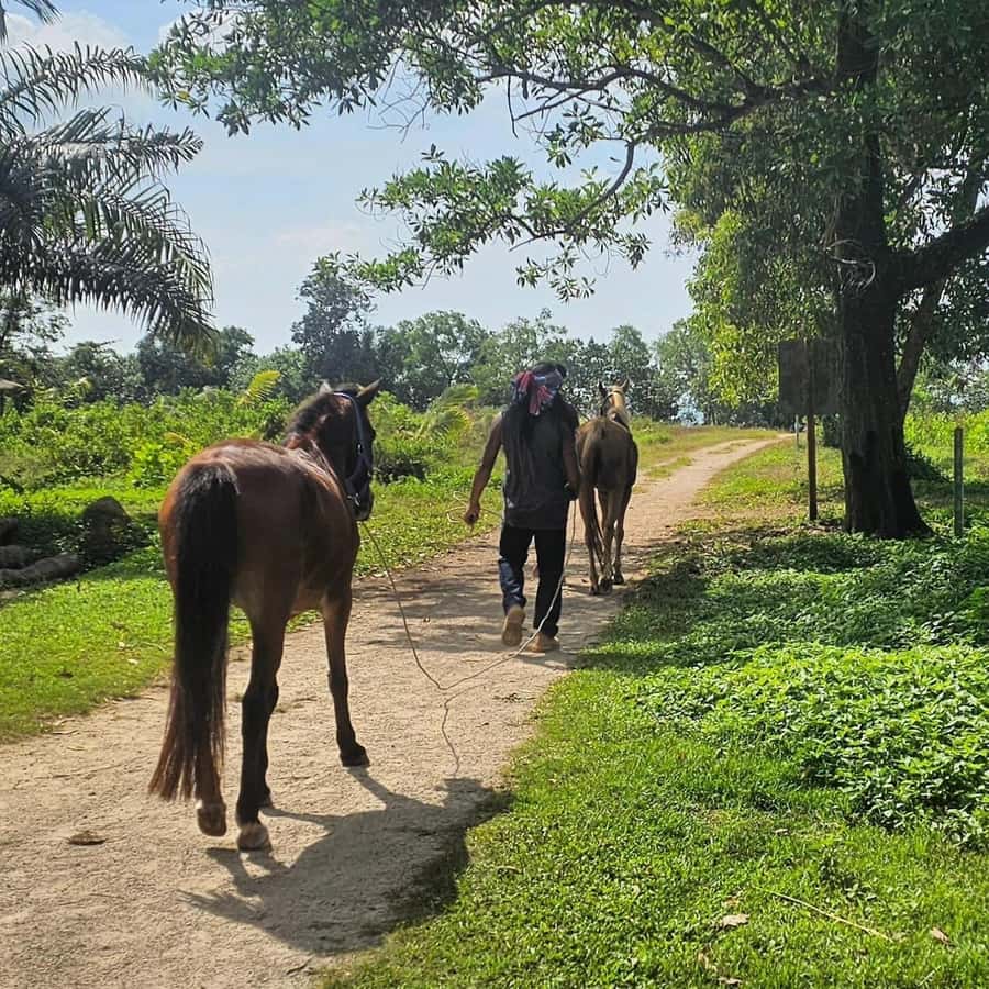 Krabi Horse Riding on the Beach and atv Extreme - Who will enjoy this most