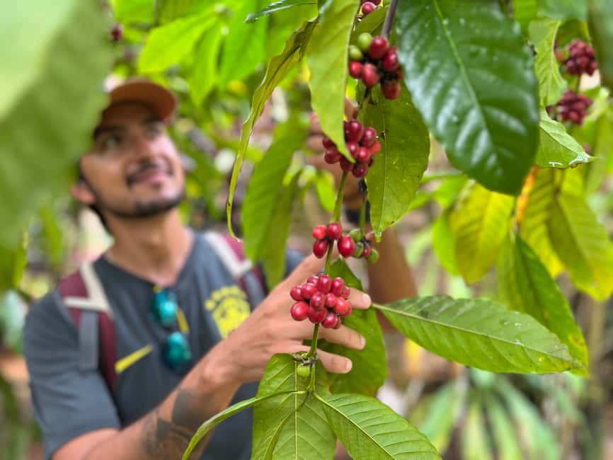 Las Terrenas: Private Coffee Trail ATV Tour in Samana - Leaving Las Terrenas for the Ruta del Café