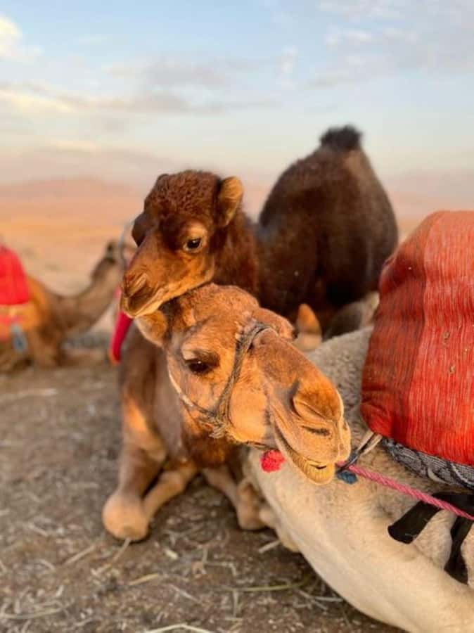 Lunch & Swimming Camel Ride and Quad Biking in Agafay - Who should book this Agafay outing