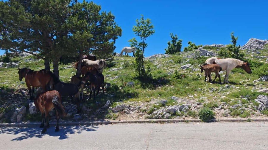 Makarska: Buggy Skywalk and Biokovo Tour - The homemade Dalmatian picnic