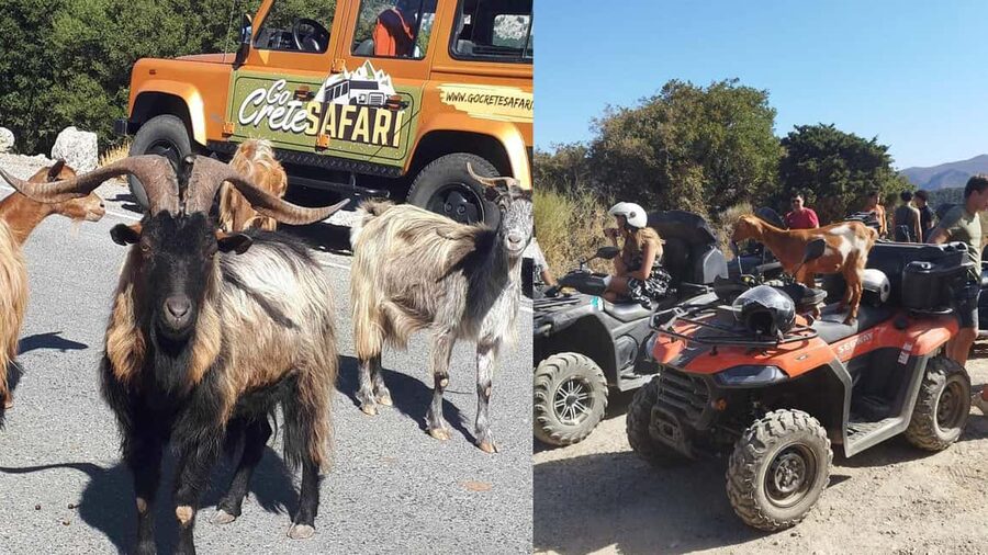 Malia: Off-Road Quad Safari Tour with Lunch and Transfers - Through olive groves and vineyards