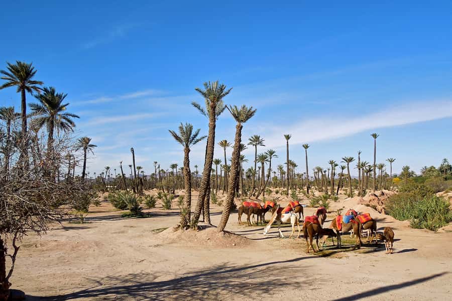 Marrakech: 2-Hour Quad Bike & Camel Ride in Palmeraie - Who should book this activity?