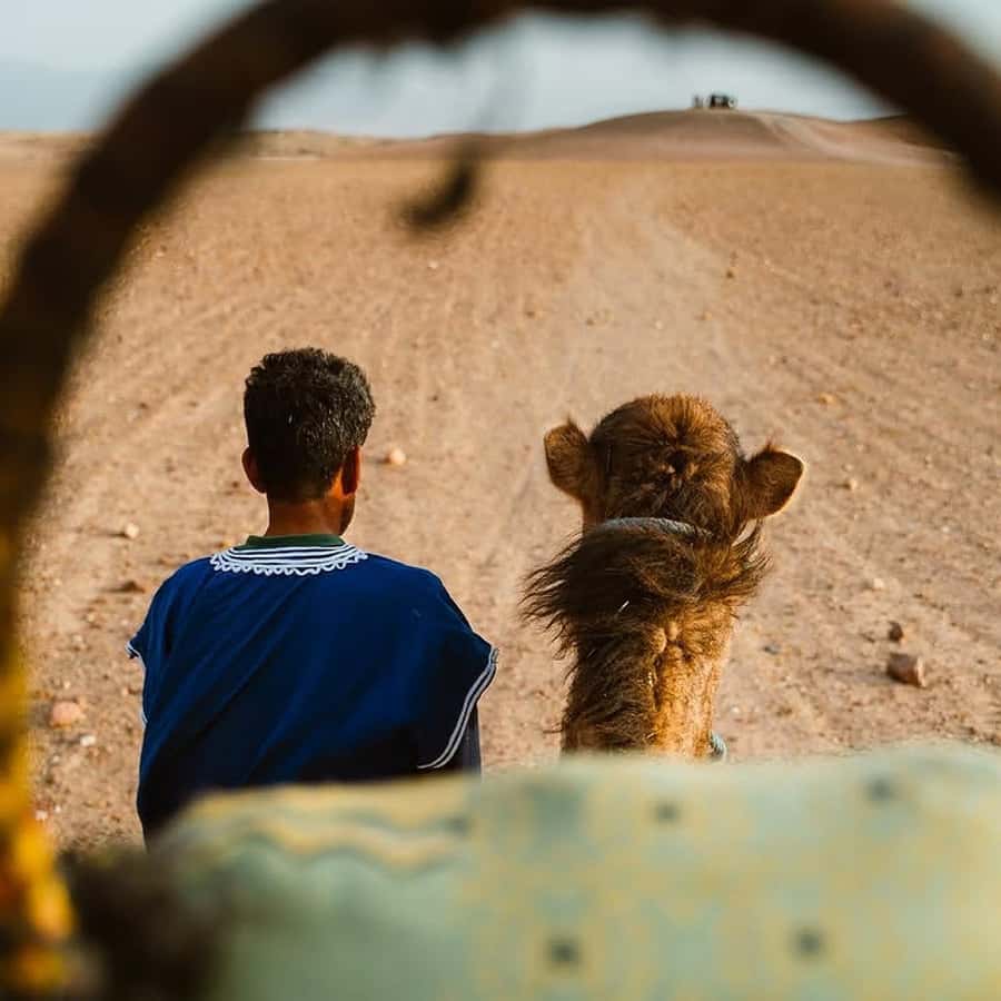 Marrakech: Agafay Desert Quad & Camel Rides Whit Dinner Show - Who should book this Agafay evening?