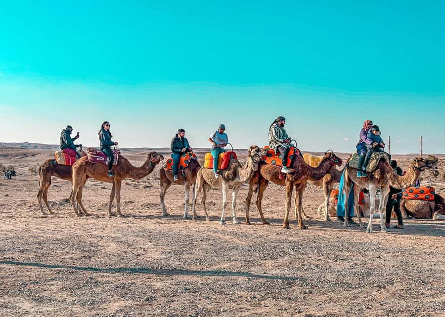 Marrakech: Agafay Dinner Show, Camel Ride, Quad, or Buggy - Guides and group handling can shape the whole day