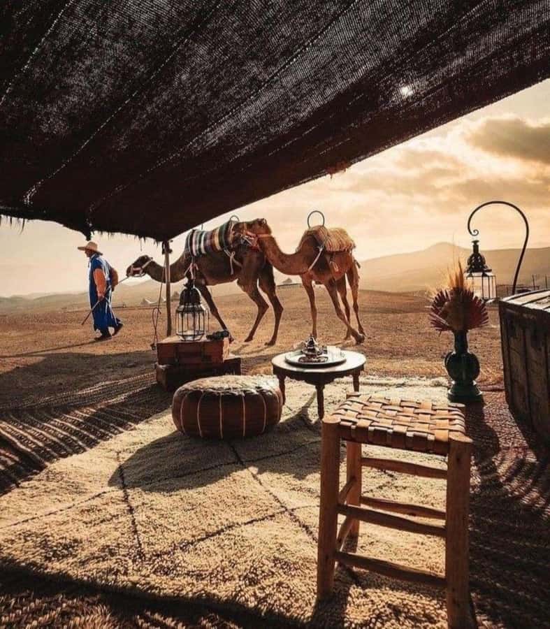 Marrakech: Camel & Quad Bike Tour with Sunset, Dinner & Show - Guides can shape the whole evening