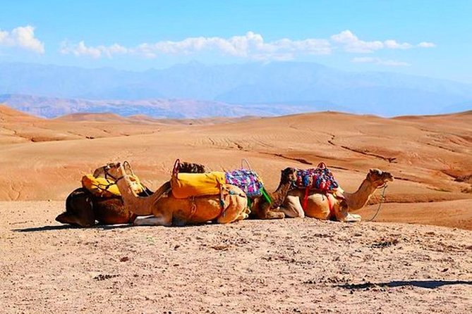 Marrakech Desert Quad and Camel ride, Lunch, and Poolside - Guides, communication, and the human side