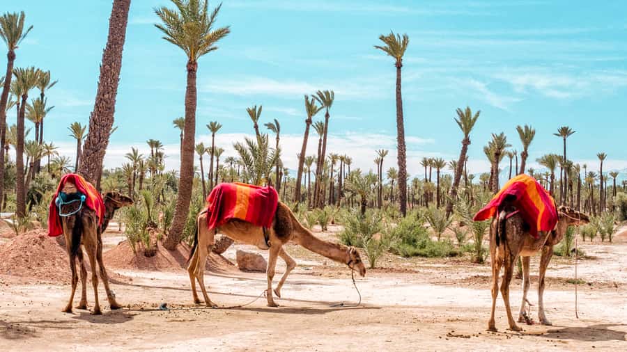Marrakech: Half-Day Desert Quad Tour with Camel Ride - Leaving Marrakech for the palm country