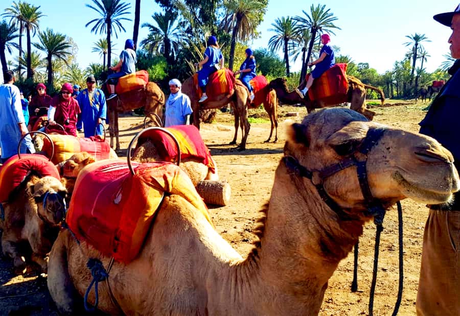 Marrakech: Half-Day Tour with Buggy Ride, Camel Ride and Spa - Camel riding near Marrakech