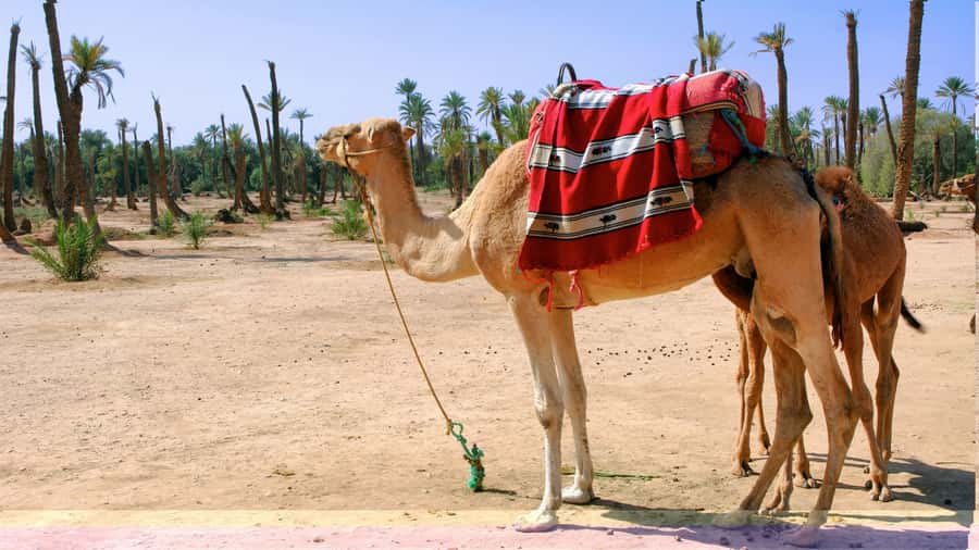 Marrakech Palmeraie: Camel Ride & Quad Bike Experience - What the $52 price really covers