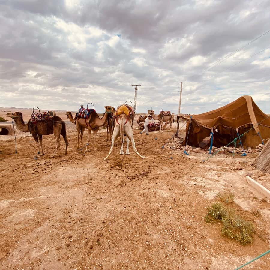Marrakech: Quad Bike & Camel with dinner show & sunset - Key points at a glance